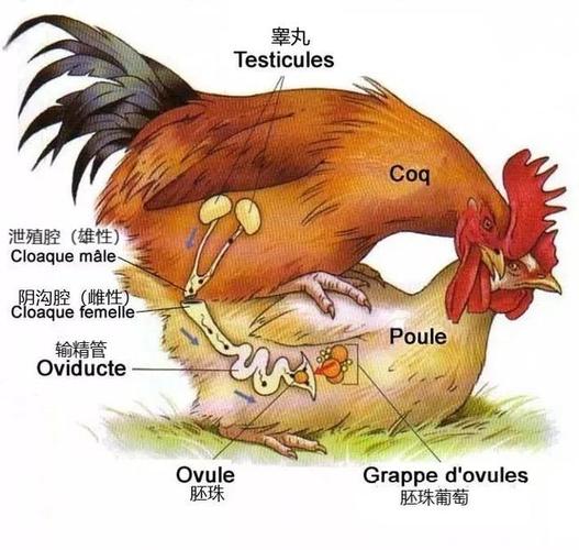 鸡的繁殖? 鸡的繁殖方式!