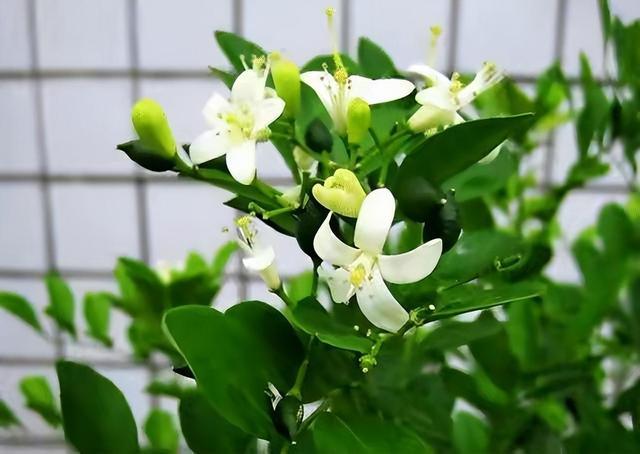 九里香花适合在室内养吗? 九里香花适合在室内养吗?!