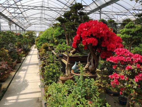 附近花卉市场盆栽? 附近花卉市场盆栽批发地址在哪里!