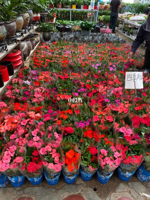 保定大型花卉基地批发? 保定大型花卉基地批发市场!