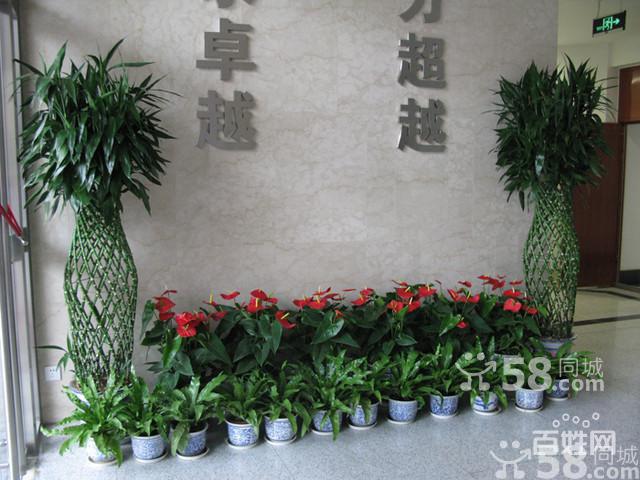 花卉租赁租摆公司? 花卉租赁租摆公司上海地址!