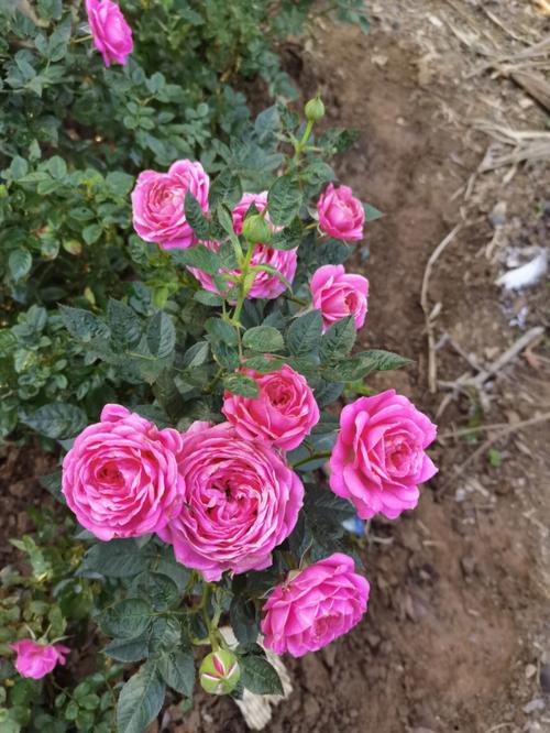 卖月季花卉直播? 卖月季花卉直播怎么样!