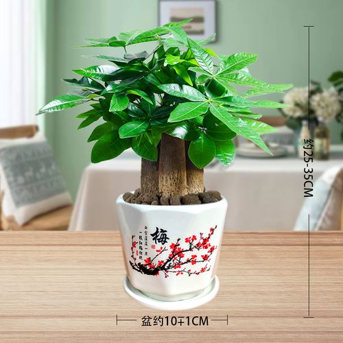 花卉绿植盆栽批发? 花卉绿植盆栽批发市场!