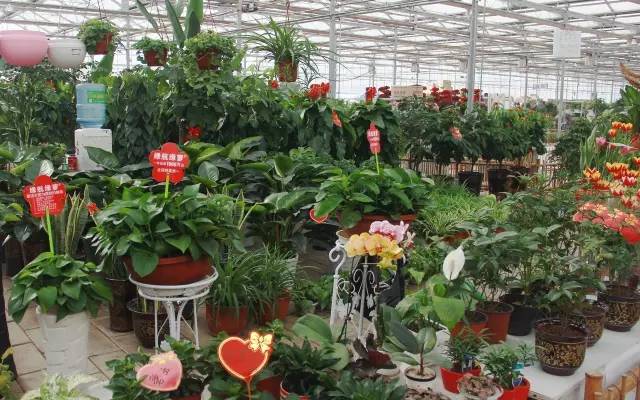 长沙最大花卉批发市? 长沙最大花卉批发市场在什么地方!